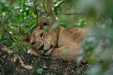 Manyara National Park