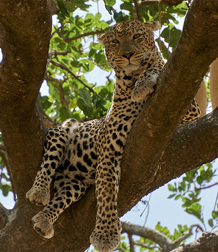 Leopard Tree top
